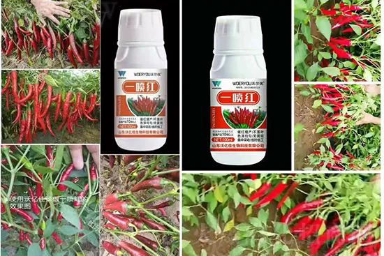 ���t�����95%���߼t�����~�����뷭�׷�����������һ���t��