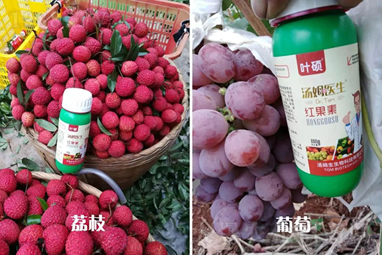 �t���ء�ֻ���D(zhu��n)ɫ�������D(zhu��n)ɫ���������߼t���ó