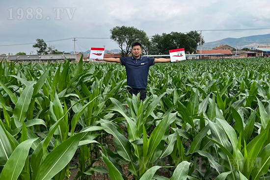 渾源玉米頂呱呱，營養(yǎng)補充全靠它