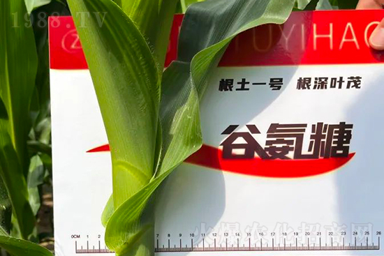 渾源玉米頂呱呱，營養(yǎng)補充全靠它