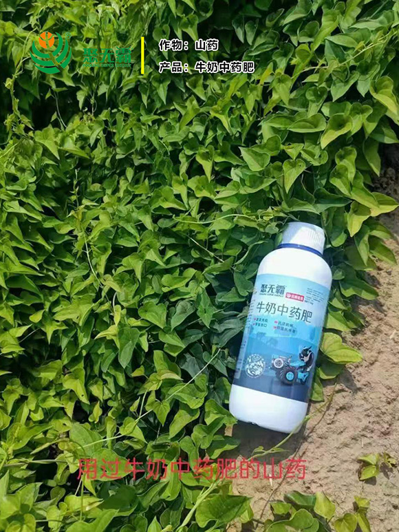 1kg牛奶中藥肥-聚無霸3