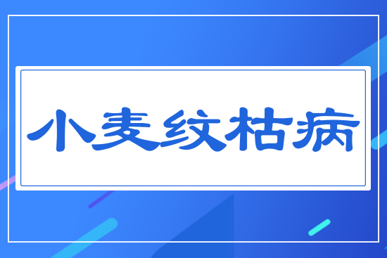 С���y�ݲ�