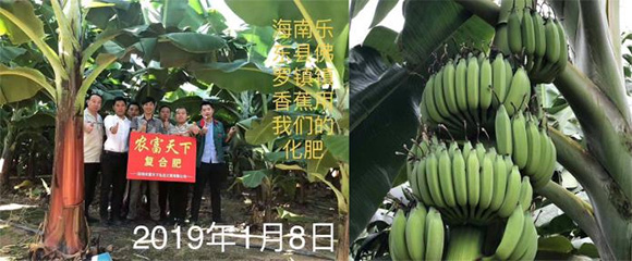 膨果專用硝硫基復(fù)合料15-4-28農(nóng)富天下4