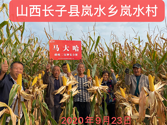 玉米專用磷酸二氫鉀型復合肥肥料25-10-16-馬大哈-農(nóng)富天下5