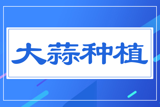 大蒜種植
