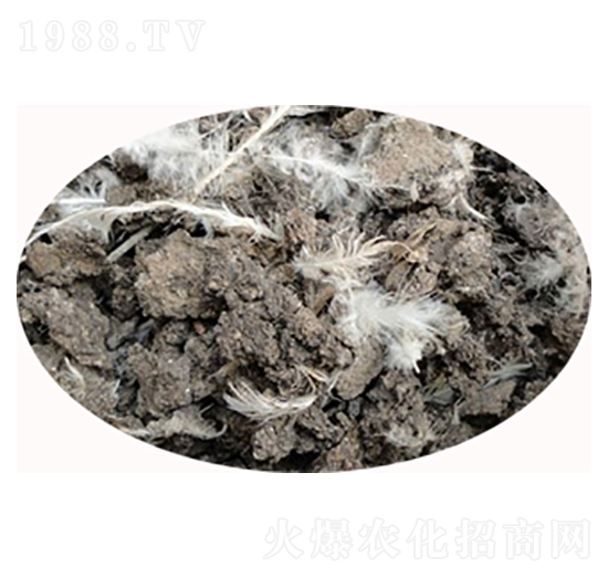 干雞糞廠家-必豐生物