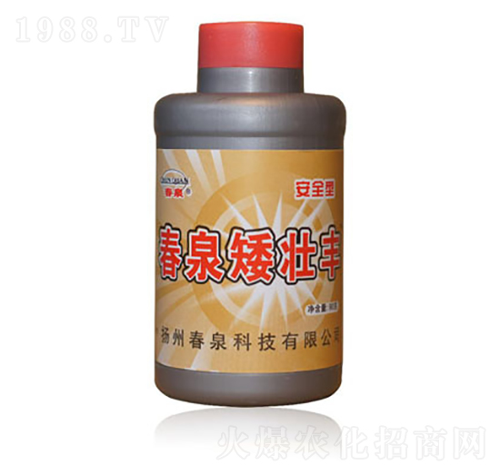 春泉矮壯豐-春泉