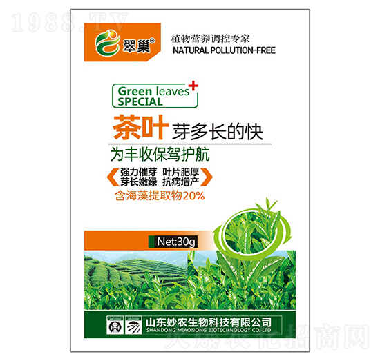 茶葉芽多長的快-翠巢-妙農(nóng)生物