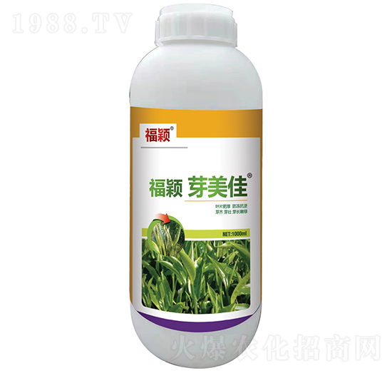 ���fѿ����-��������