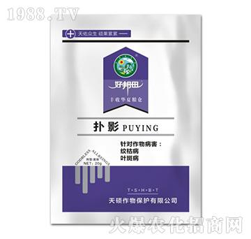 ��Ӱ-��T����