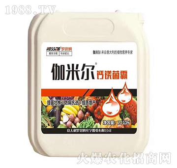 �}�V����-٤�נ�-ľ�̼ь�