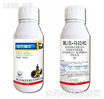 20%���졤�R����-���A����