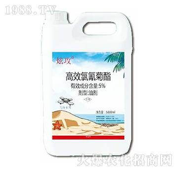 5%�������-�Ź�-���A����