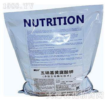 �������S�����-Ӣ��