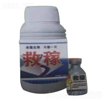 �ȼ�-����