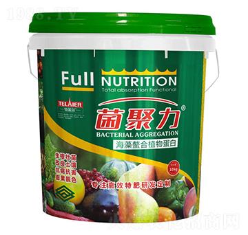 ��������ֲ�ﵰ��-������-���R��