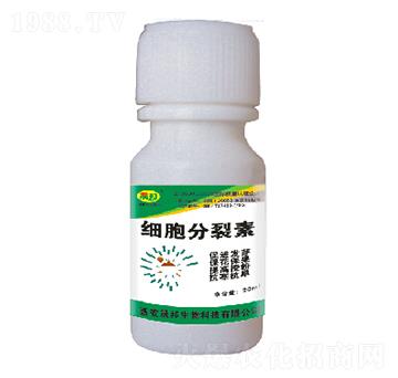 ����������-�ɰ�����