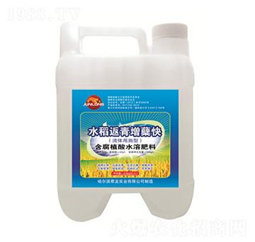 水稻甩施肥-水稻返青增蘗快-君龍實業(yè)