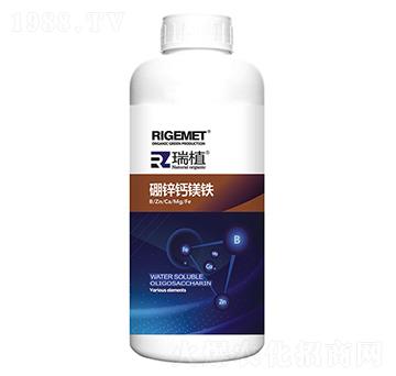 ���\�}�V�F-��ֲ-���w�~��