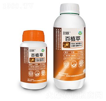 ��ֲ��-���}