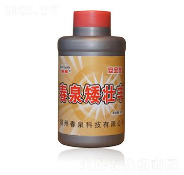 春泉矮壯豐-春泉