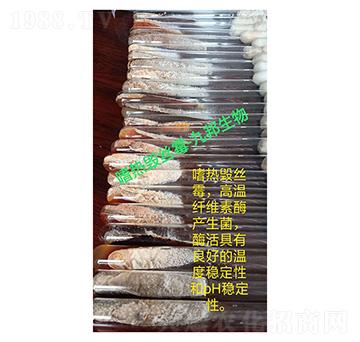 嗜熱性側孢霉-斜面試管菌種-九邦生物