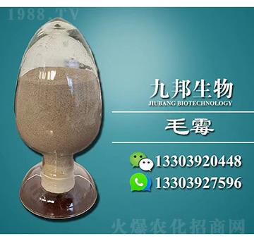 BM毛霉菌種-九邦生物
