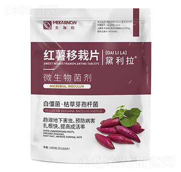 �t������Ƭ-������-��٤�z