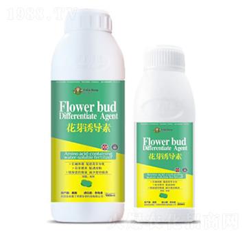 ��ѿ�T����-�۶�����